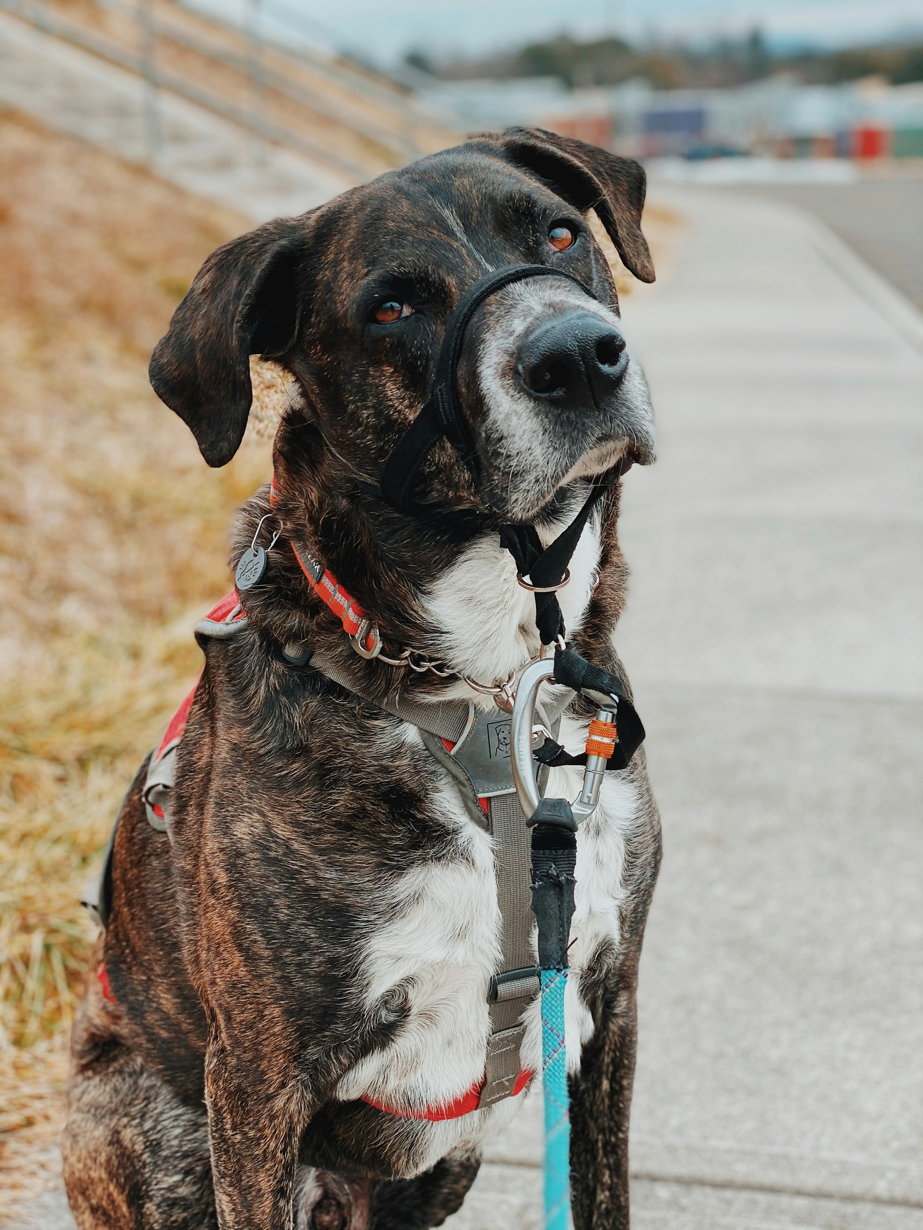 brown and white short coated dog with black and white dog collar